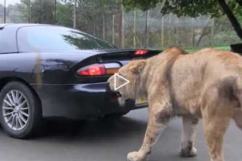 30 Unbelievable Animal Moments Caught On Camera!