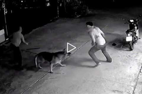 Animals Protecting Their Owners CAUGHT ON VIDEO!!