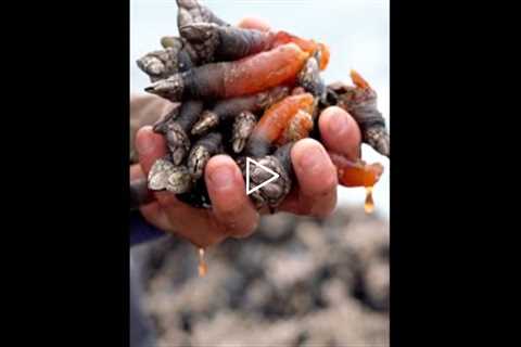 How gooseneck barnacles are harvested