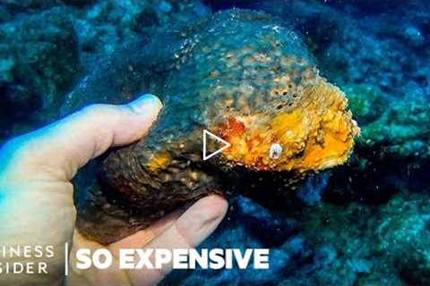 Why Sea Sponges Are So Expensive | So Expensive