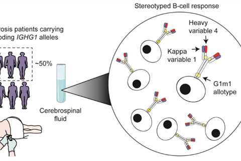 Are your B cells rogue in multiple sclerosis?