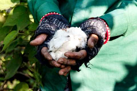 That Organic Cotton T-Shirt May Not Be as Organic as You Think