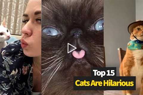 Hilarious Cat Moments Caught On Camera | Compilation