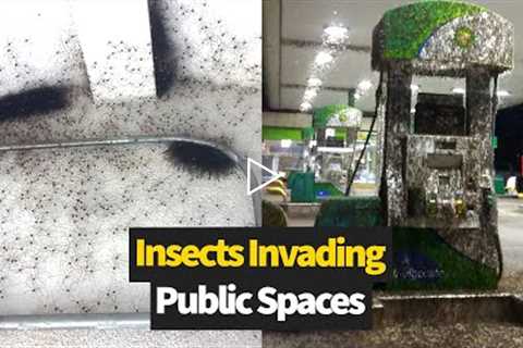 Bizzare insect invasions from around the world 🤯