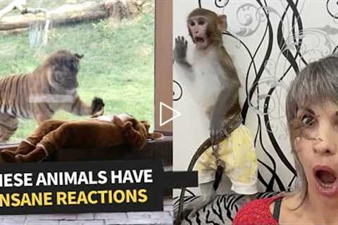 Hilarious Animal Reactions | Try Not To Laugh