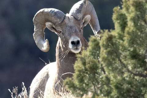 North Dakota’s Bighorn Sheep Populations Reach Record Levels for Second Consecutive Year