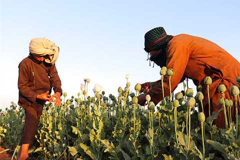 Taliban banned drug production – •