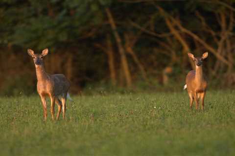 Whitetail Deer Are Costing New Jersey Farmers Millions of Dollars Annually