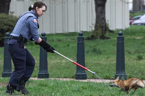 ‘Have You Seen the Capitol Fox?’