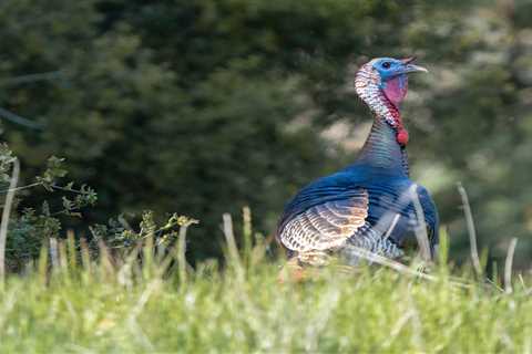 “Operation Longbeard” Puts an End to the Largest Wild Turkey Poaching Ring in History