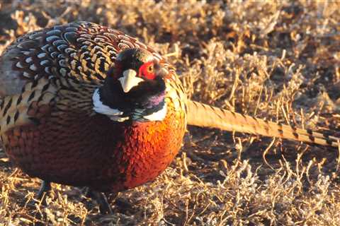 More Than 1,500 Pheasants, Quail, and Ducks Euthanized as Texas Confirms Bird Flu Outbreak at a..