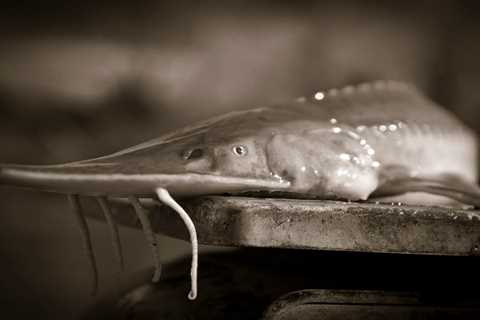 Illinois Man Sentenced to a Year in Prison After Pleading Guilty to Illegal Sturgeon Fishing in..