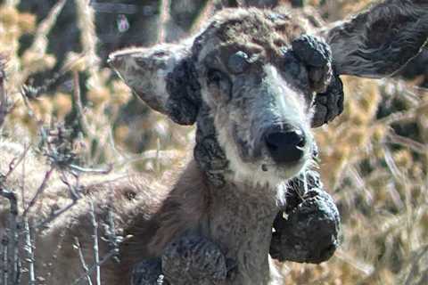 This Mule Deer Has Cutaneous Fibromas, and It’s Freaking Out Residents in Colorado