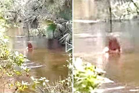 This Hiker Noticed Something Moving In This River But Park Officials Soon Made A Chilling Discovery