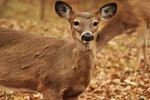 The Senate Just Introduced the CWD Act, Which Would Secure $70 Million for Chronic Wasting Disease..