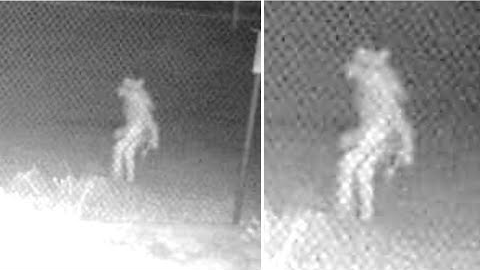 This Ranger Can't Explain What This Trail Camera Just Captured Outside This Zoo In Texas