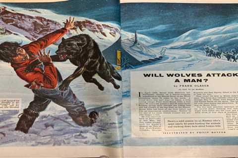 Will Wolves Attack a Man? A Story from the Archives