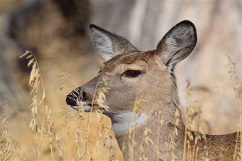 North Dakota Eliminates 8,000 Whitetail Tags for 2022 Season, Thanks to EHD