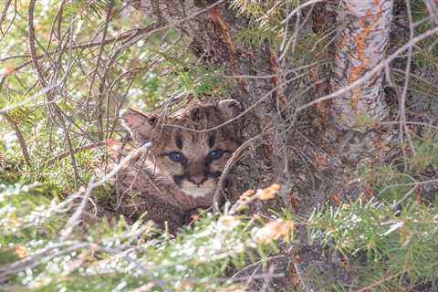 Officials Investigate the Gruesome Poaching of Two Cougar Kittens on Vancouver Island