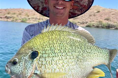 Fisherman Catches Giant 5-Pound Redear Sunfish on Lake Havasu