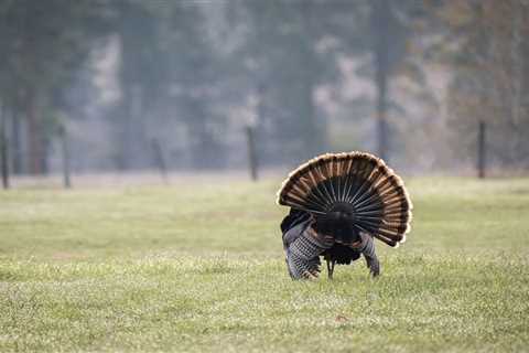 Fanning and Reaping Turkeys Is Challenging and Fun. Banning It Won’t Solve Our Turkey Population..