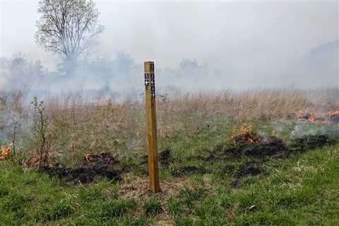 How smoking grass is preserving habitat in Rouge Park