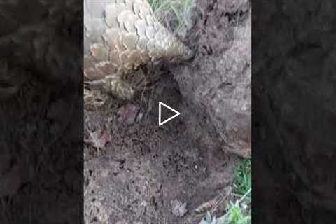 Rare footage of endangered pangolin hoovering up ants