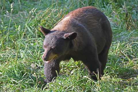 Boy Scout Wakes up With His Leg in a Bear’s Jaws During Recent Campout at New York State Park