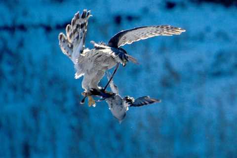 The national sports tournament Sonar-2021 gathers over 80 eagle hunters in Kazakhstan