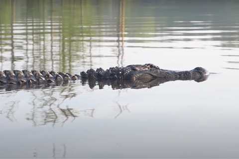 The Monster of Lake Conway: Large Alligator Captured on Video in Central Arkansas