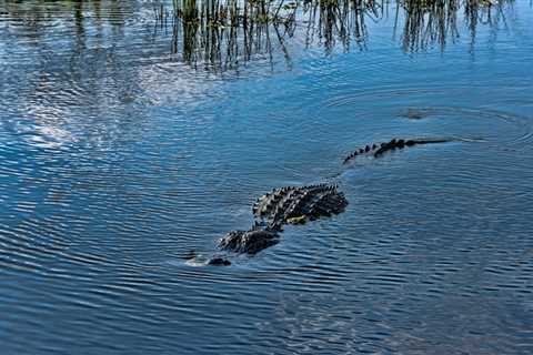 9-Foot-Long Alligator Nabs Labrador Retriever in Florida Park