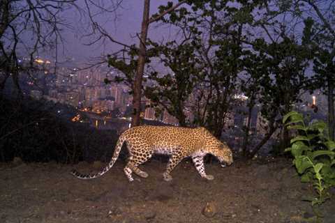 Large cats in city jungle: Los Angeles mountain lions, Mumbai leopards