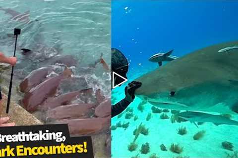 Shark encounters that were way too close for comfort! 😱