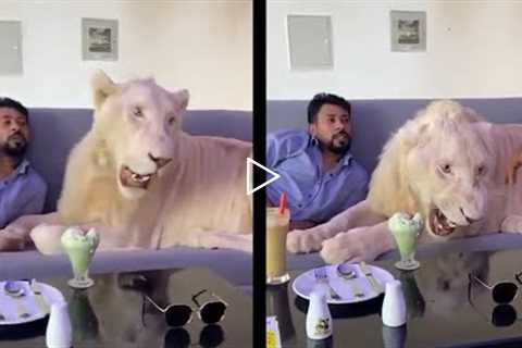 30 Interesting Animal Moments In The Middle East