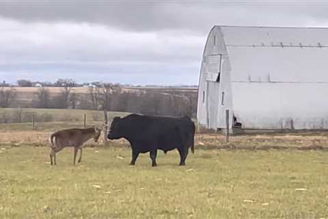 Deer Attack Videos: Whitetails Fight Bulls, Gore Rams, and Stomp Hawks