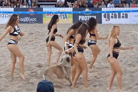 Hilarious moment dog interrupts cheerleader show