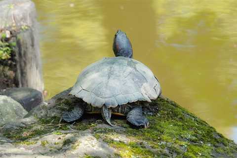 Can turtles really breathe through their butts?