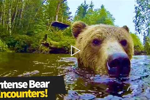 Top 16 Intense Bear Encounters | Wild Bear Compilation