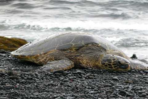 Researchers determine possible bioindicators for keeping an eye on plastic contamination in the..