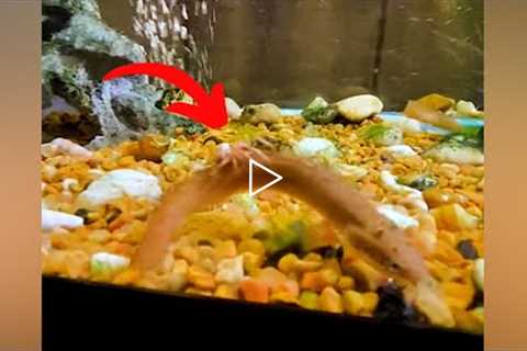 Spider falls into fish tank and has a wild adventure with the fish