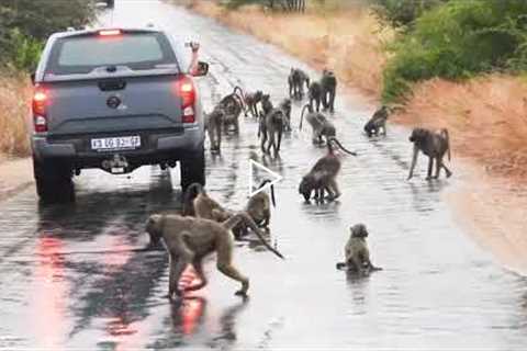 Safari vehicles brought to standstill by unfazed troop of baboons