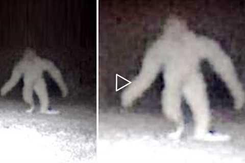 This Forest Ranger Noticed This On His Trail Camera But Couldn't Explain What It Had Captured