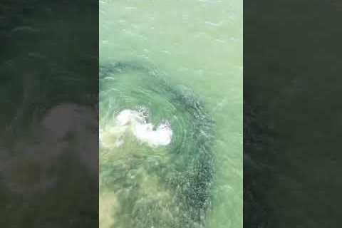 Photographer spots humpback whale swimming off East Hampton shore