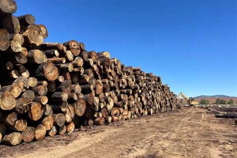 Tahoe Forest Products Announces Lease for New Sawmill in Carson City