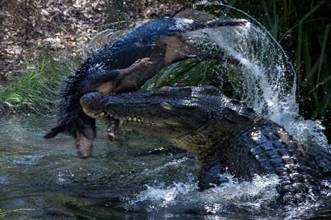 Feral Hogs Are Invasive Pests, But They’ve Helped Australia’s Saltwater Crocs Rebound