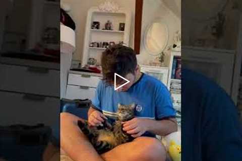 Cat Gets Most Relaxing Paw Massage From Owner