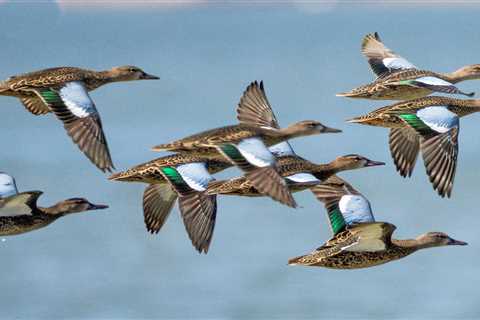 USDA Walks Back Canada Waterfowl Ban, Will Allow Hunters to Bring Meat Across the Border