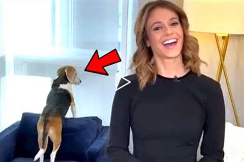 Best Animals Work From Home News Bloopers