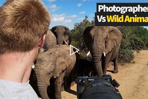 Crazy Close Calls with Wild Animals