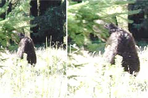 This Ranger Can't Explain What His Trail Camera Just Captured Deep Within These Woods